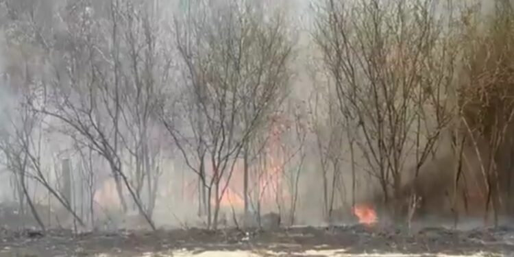 CAÍDA DE UN ÁRBOL MATÓ A UN HOMBRE