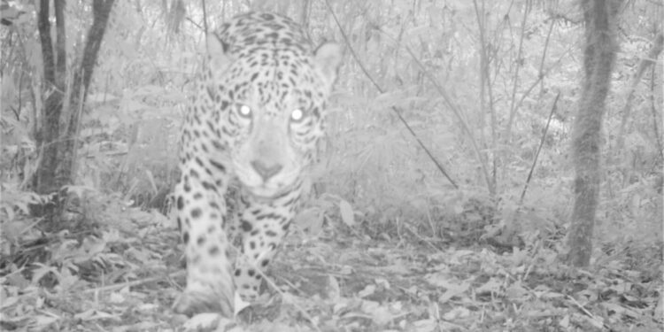 FUNCIONALIDAD DEL CORREDOR CALILEGUA-BARITÚ PARA LA CONSERVACIÓN DEL YAGUARETÉ EN LAS YUNGAS ARGENTINAS