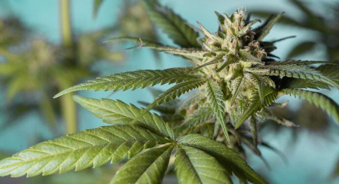 REGLAMENTAN EL USO DE CANNABIS MEDICINAL EN EL PAÍS