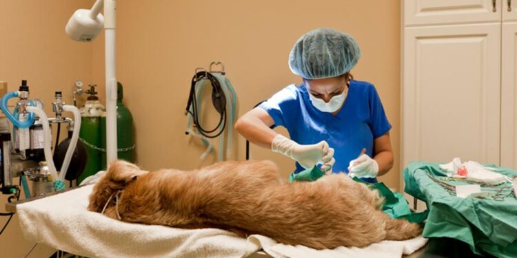 SAN PEDRO: CASTRACIÓN GRATUITA ESTARÁ UNA SEMANA MÁS EN PLAZA DE LA INTEGRACIÓN