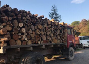 OPERATIVOS DE CONTROL Y FISCALIZACIÓN DE TRÁNSITO DE MADERA