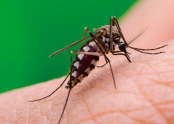 PARAGUAY: DETECTAN PACIENTES CON COVID-19 Y DENGUE EN FORMA SIMULTÁNEA