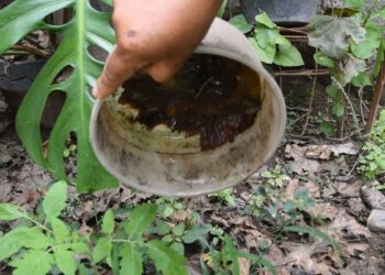 EL RIESGO DE DENGUE SUBE CON EL AEDES AEGYPTI EN LA VIVIENDA