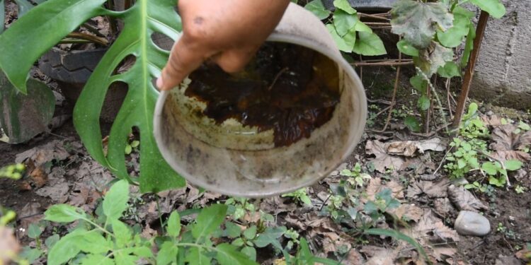 EL RIESGO DE DENGUE SUBE CON EL AEDES AEGYPTI EN LA VIVIENDA