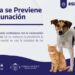LA RABIA SE PREVIENE CON VACUNACIÓN