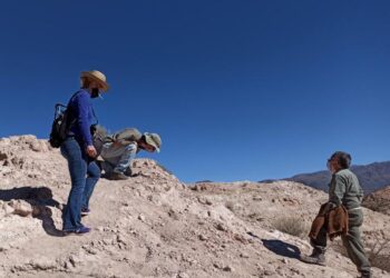 Hallaron restos fósiles de mamíferos en Humahuaca