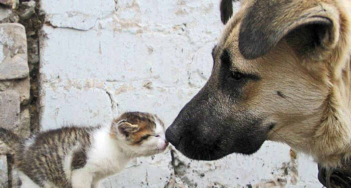 Alerta por rebrotes de la bacteria de la garrapata y moquillo