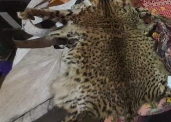 Allanamientos y secuestro de elementos en Palma Sola