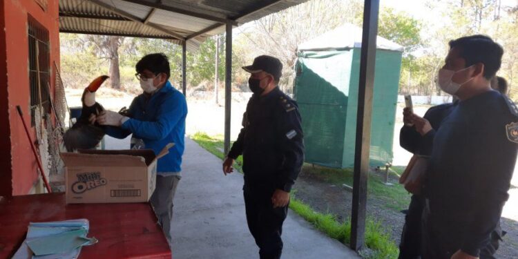 Un tucán ingresa al CAFAJu debido a un disparo