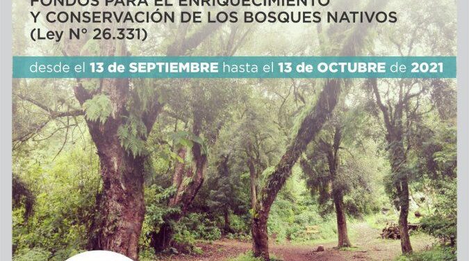 Enriquecimiento y conservación de los Bosques Nativos de Jujuy