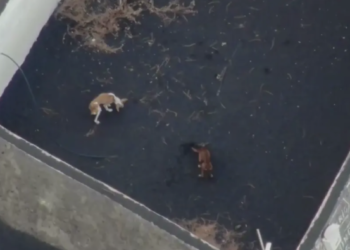 Rescate Inédito: Perros atrapados por la lava del volcán de Palma serán rescatados por drones