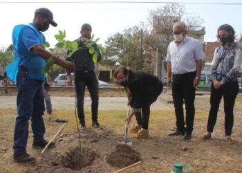 Escuelas de San Pedro plantarán 714 ejemplares de árboles nativos