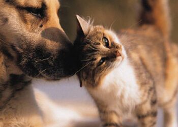 ¡Excelete noticias para los mascoteros! Jujuy tendrá su propio hospital de mascota