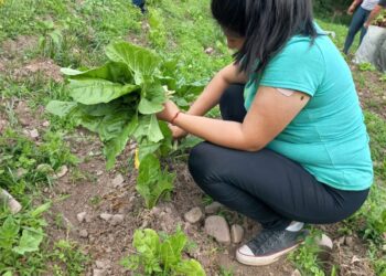 La Huerta Agroecológica de San Antonio, continua sustentando sus Comedores Municipales