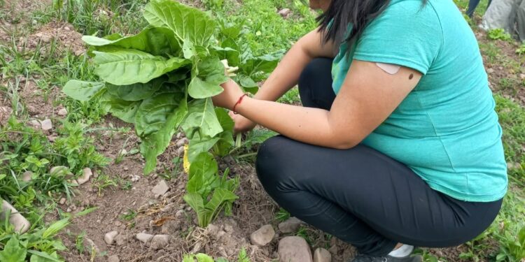 La Huerta Agroecológica de San Antonio, continua sustentando sus Comedores Municipales