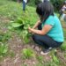 La Huerta Agroecológica de San Antonio, continua sustentando sus Comedores Municipales