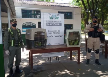Fauna protegida: En Chalicán logran rescatar a 43 loros.