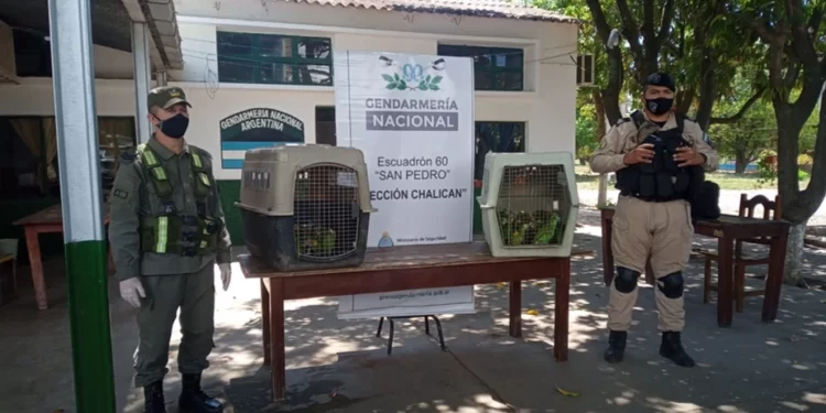 Fauna protegida: En Chalicán logran rescatar a 43 loros.