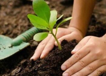 Mosa: “La poda de árboles se realiza durante todo el año y previo a ello se realiza una inspección en el lugar”