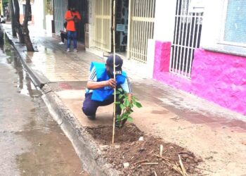 Plan de Forestación: ya son 160 los árboles plantados en el casco céntrico de la ciudad