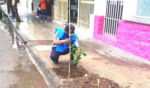 Plan de Forestación: ya son 160 los árboles plantados en el casco céntrico de la ciudad