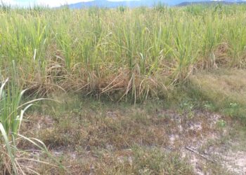 Por la sequía los cañeros ya perdieron más de 1.500 millones de pesos  