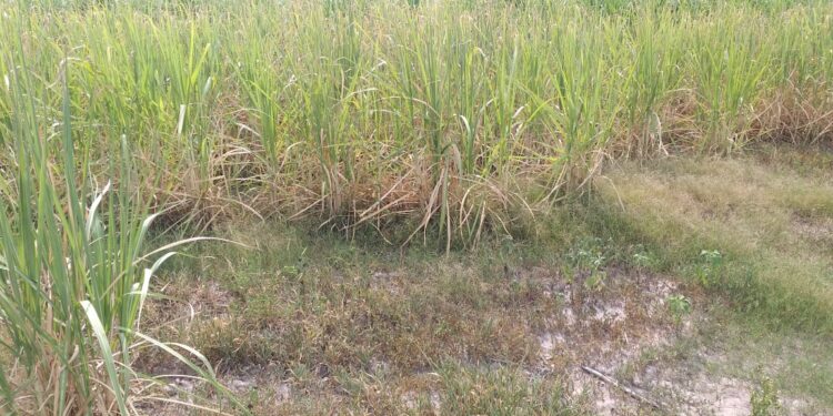 Por la sequía los cañeros ya perdieron más de 1.500 millones de pesos  