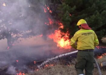 Diplomatura Universitaria en Brigadistas de Incendios de Vegetación y Emergencias Ambientales