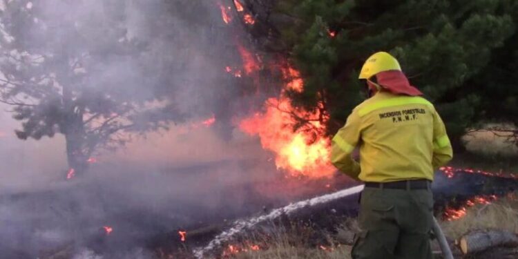 Diplomatura Universitaria en Brigadistas de Incendios de Vegetación y Emergencias Ambientales