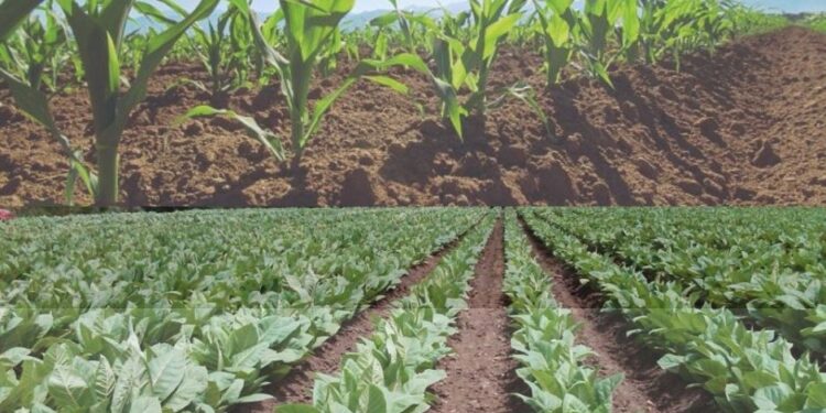 Jujuy buscará en Nación asistencia para productores de caña y retención cero para la exportación de tabaco