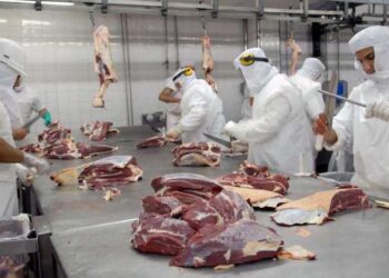 El Ministerio de Salud emitió un alerta por un brote de fiebre Q: qué es y cómo cuidars