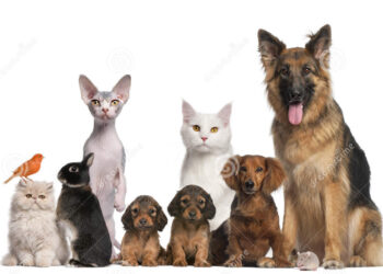 San Antonio lleva adelante el Censo de Mascotas