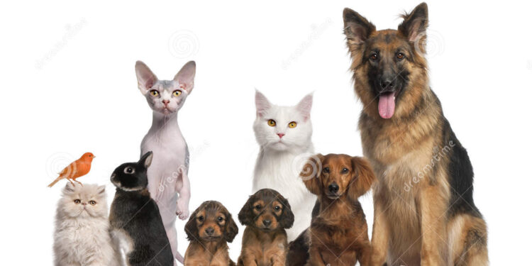 San Antonio lleva adelante el Censo de Mascotas