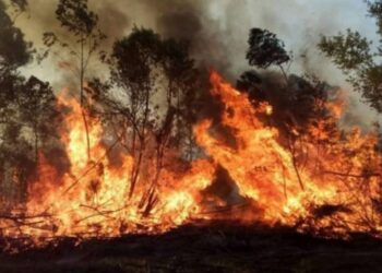Brigadistas jujeños viajaron a Corrientes para combatir los dramáticos incendios