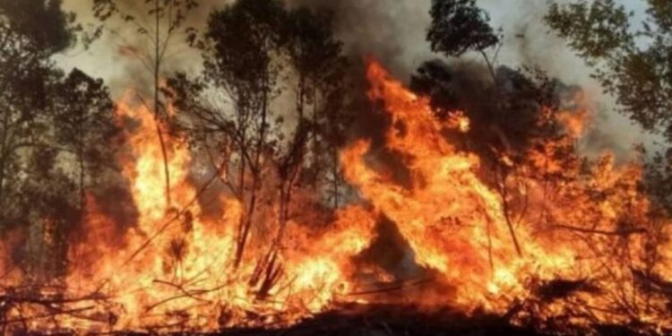 Brigadistas jujeños viajaron a Corrientes para combatir los dramáticos incendios