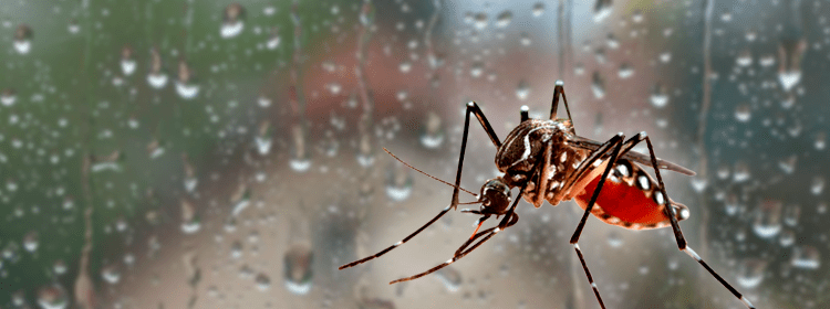 San Antonio planifica acciones en la lucha contra el Dengue junto a sanidad