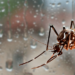 San Antonio planifica acciones en la lucha contra el Dengue junto a sanidad