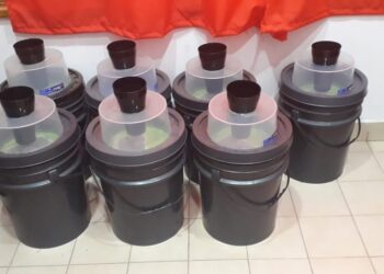 San Pedro realizará capturas de mosquitos para determinar la presencia del virus del dengue en su organismo