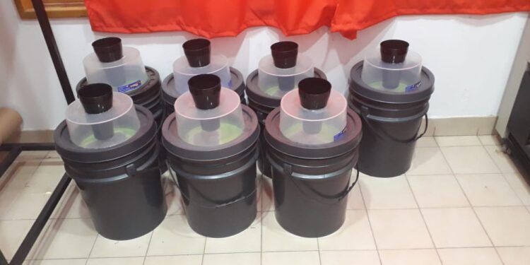 San Pedro realizará capturas de mosquitos para determinar la presencia del virus del dengue en su organismo