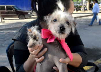 Las castraciones gratuitas no cesan en el quirófano fijo