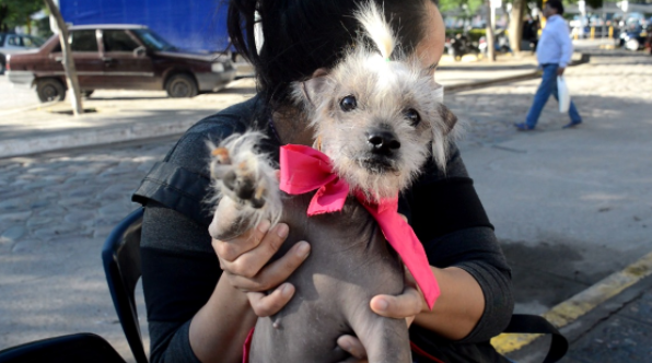 Las castraciones gratuitas no cesan en el quirófano fijo