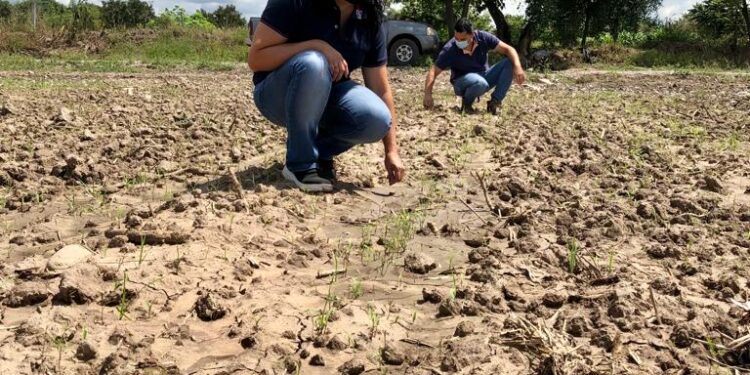 Intensifican acciones para mejorar la productividad de los suelos jujeños  
