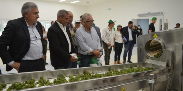 Julio Bravo acompaño al gobernador Morales en la primera cosecha de cannbais