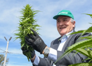 Morales puso en marcha la cosecha de cannabis medicinal