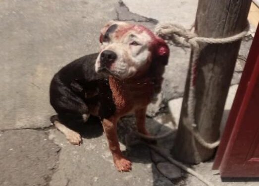 Bebe de 8 meses pelea por su vida tras ser atracado por el pitbull de la familia