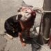 Bebe de 8 meses pelea por su vida tras ser atracado por el pitbull de la familia