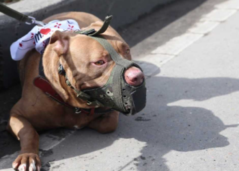 El ataque del pitbull al bebe de la familia fue considerado un hecho doméstico