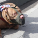 El ataque del pitbull al bebe de la familia fue considerado un hecho doméstico