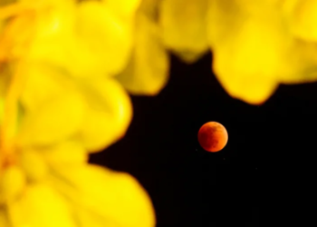 Las mejores fotos del eclipse total de Luna que asombró a más de 2 millones de personas en todo el mundo