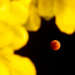Las mejores fotos del eclipse total de Luna que asombró a más de 2 millones de personas en todo el mundo